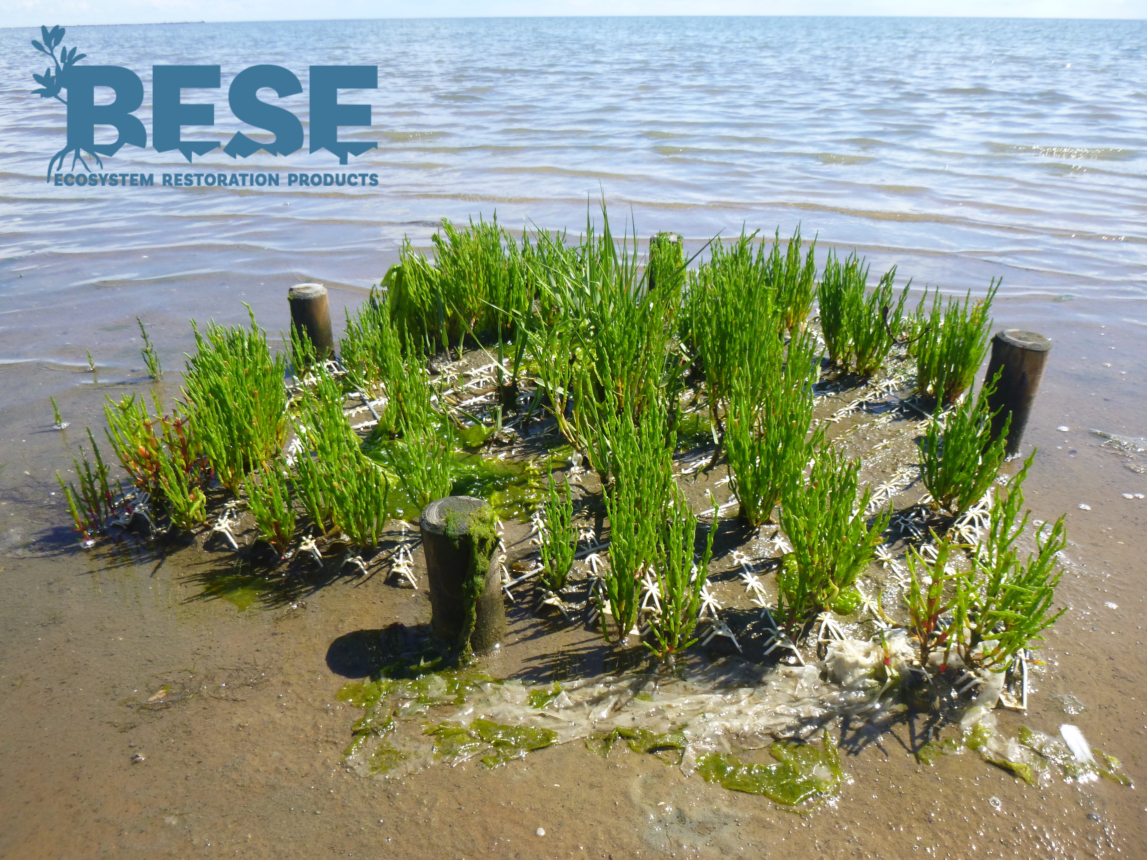 BESE-elements (biodegradable ecosystem restoration elements) project image